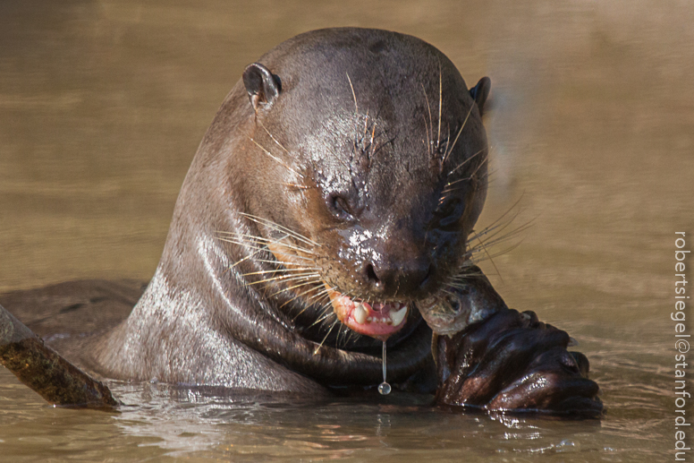 giant river otter